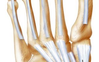 Стопа и её функции